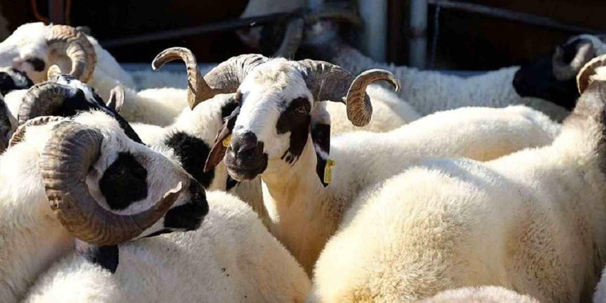 Malatya kurbanlık fiyatları