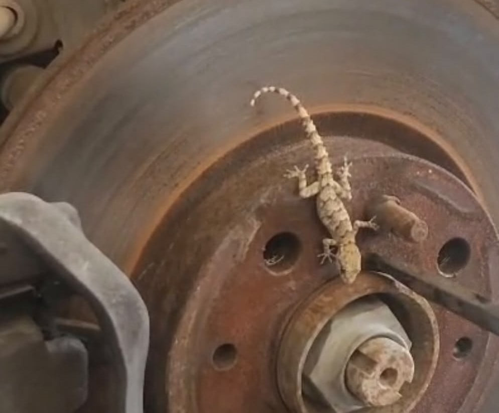 MALATYA'DA BAKIM İÇİN SANAYİYE GETİRİLEN BİR OTOMOBİLİN BALATA DEĞİŞİMİ SIRASINDA SÖKÜLEN...