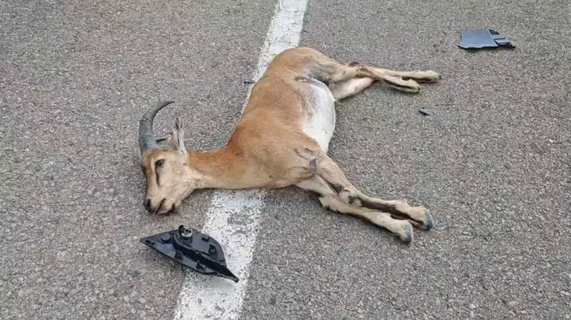 MALATYA'DA SEYİR HALİNDEKİ BİR ARACIN ÖNÜNE ANİDEN ÇIKAN YABAN KEÇİSİ, ÇARPMANIN ETKİSİYLE TELEF...