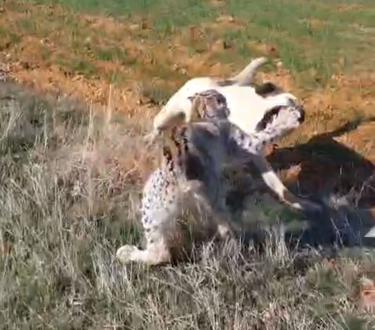 MALATYA'NIN HEKİMHAN İLÇESİNDE NESLİ TÜKENME TEHLİKESİ ALTINDA OLAN VAŞAK İLE BİR KÖPEĞİN KAVGA...