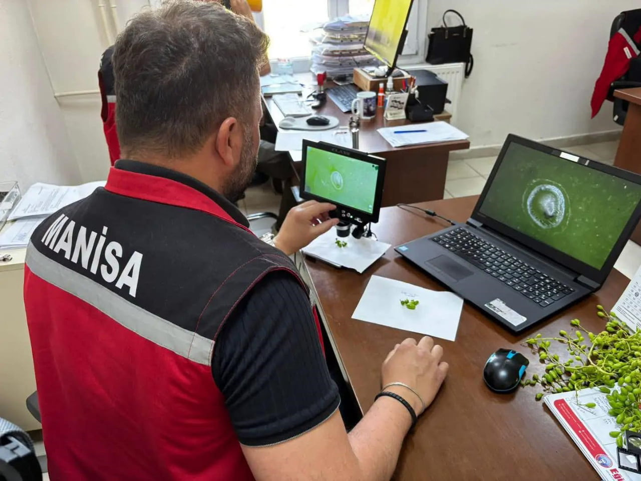 MANİSA'DA BİTKİSEL ÜRETİMDE HASTALIK VE ZARARLILARLA MÜCADELE, SAHADAN TOPLANAN VERİLER VE...