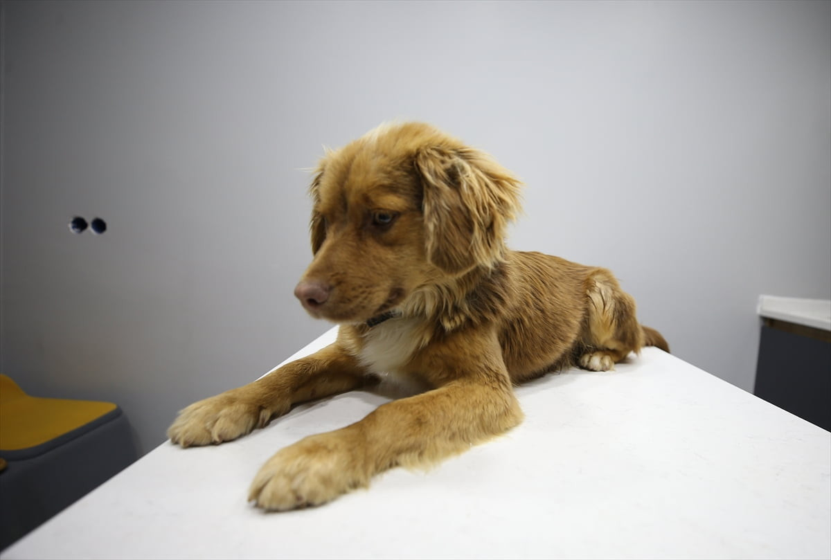 Manisa'da etkili olan sağanak ve fırtına sonrası yaşanan taşkında mahsur kalan, Her Eve Bir Pati...