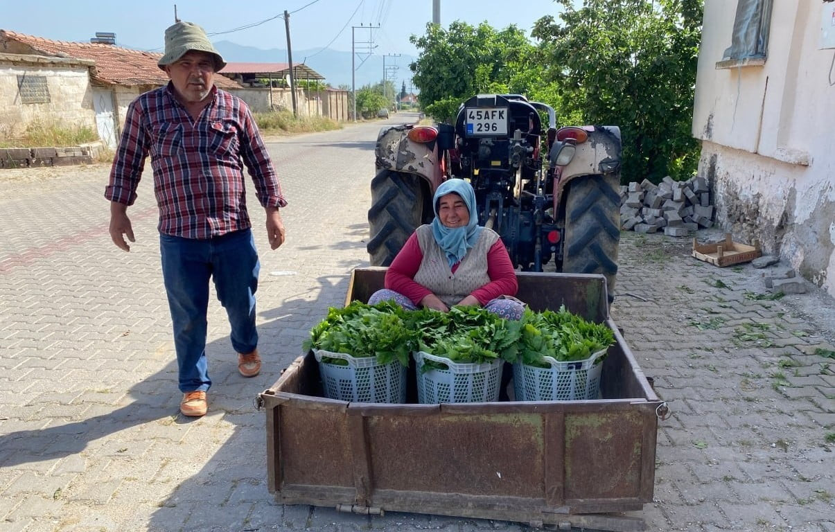MANİSA'NIN ALAŞEHİR İLÇESİNDE ÜZÜM HASADI ÖNCESİ ÜRETİCİNİN EN ÖNEMLİ GELİR KAYNAKLARINDAN BİRİ...