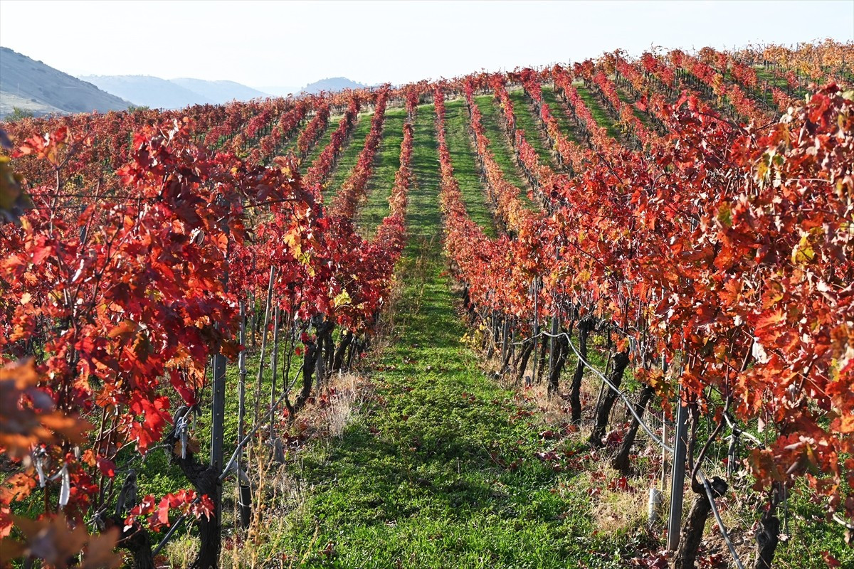 Manisa'nın Kula ilçesindeki "Yanık Ülke" olarak bilinen volkanik bölgede sonbaharın renkleri hakim...