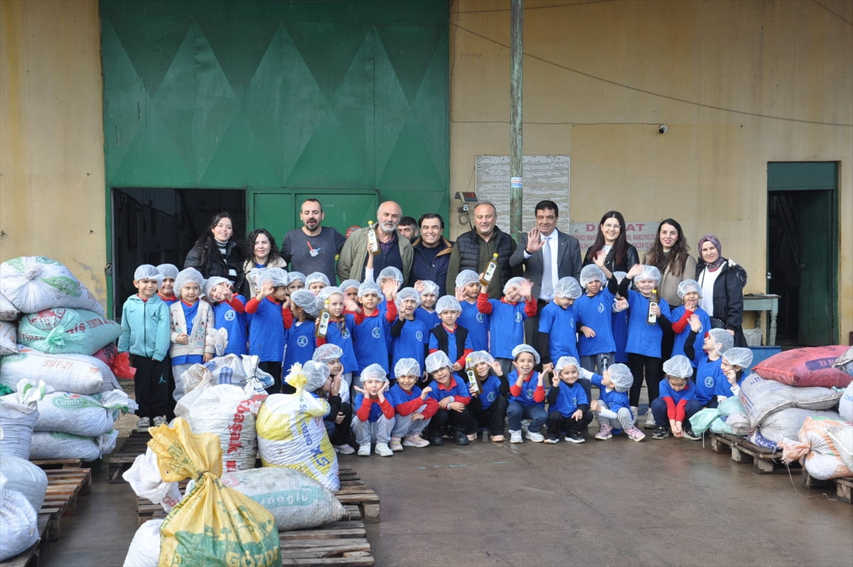 Manisa'nın Salihli ilçesinde anasınıfı öğrencileri, okulun bahçesindeki zeytinlerin toplanmasına...