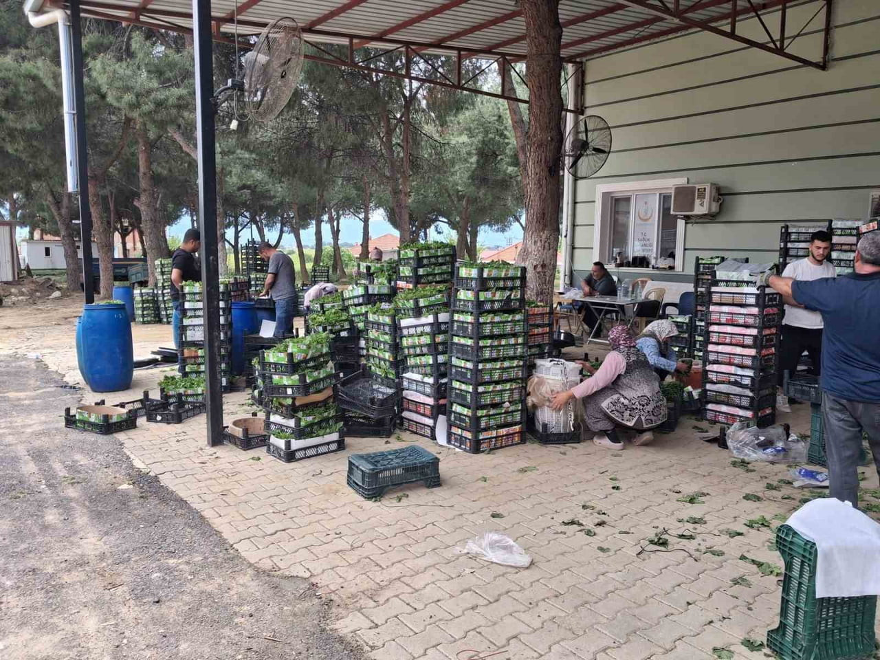 MANİSA'NIN SARIGÖL İLÇESİNDE ÜZÜMDEN ÖNCE HASADINA BAŞLANAN TAZE BAĞ YAPRAĞI, KİLOSU 100 LİRADAN...