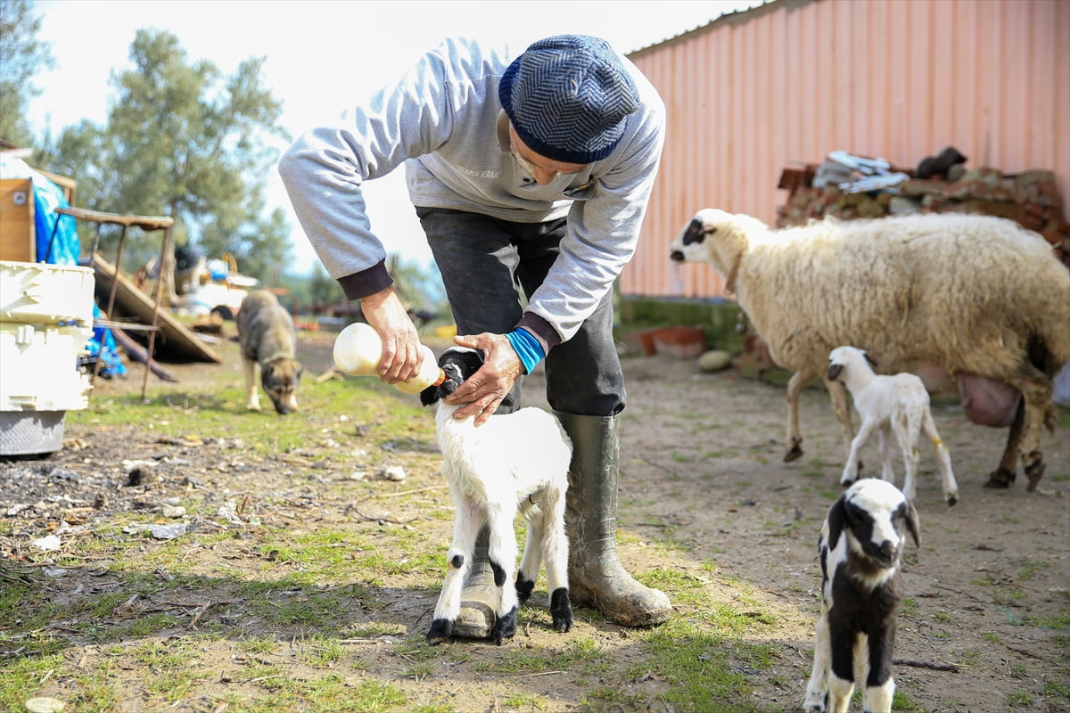 Manisa'nın Şehzadeler ilçesinde Sancaklıçeşmebaşı Mahallesi'nde hayvancılıkla uğraşan Selahattin...