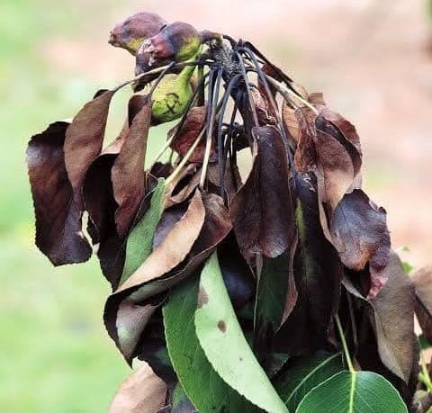 MANİSA’NIN SALİHLİ İLÇESİNDE, AYVA, ELMA VE ARMUT ÜRETİCİLERİNİ YAKINDAN İLGİLENDİREN KRİTİK BİR...