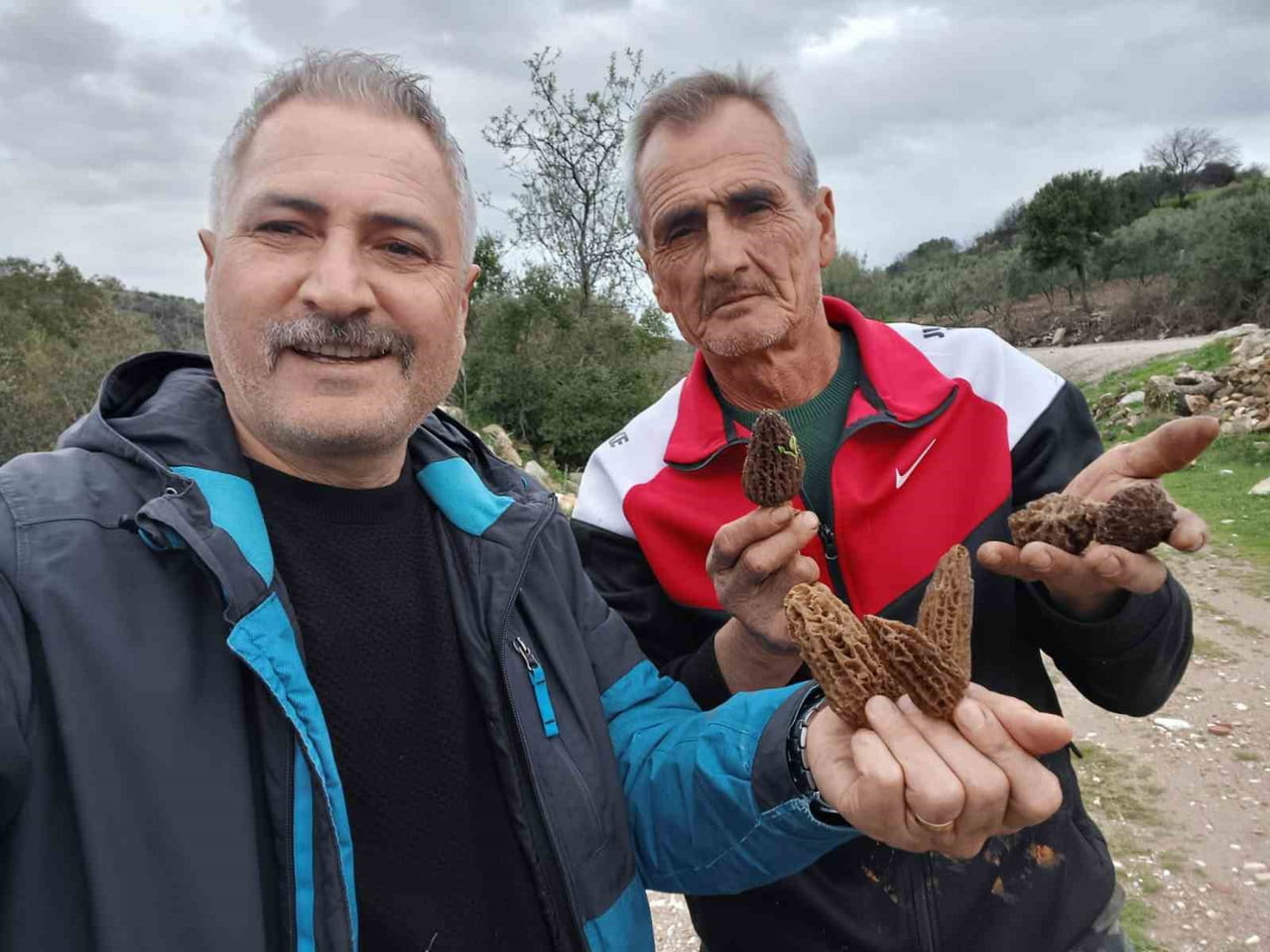 MANİSA’NIN SALİHLİ İLÇESİNDE KUZUGÖBEĞİ OLARAK BİLİNEN MANTARIN BAHAR AYIYLA BİRLİKTE KENDİSİNİ...