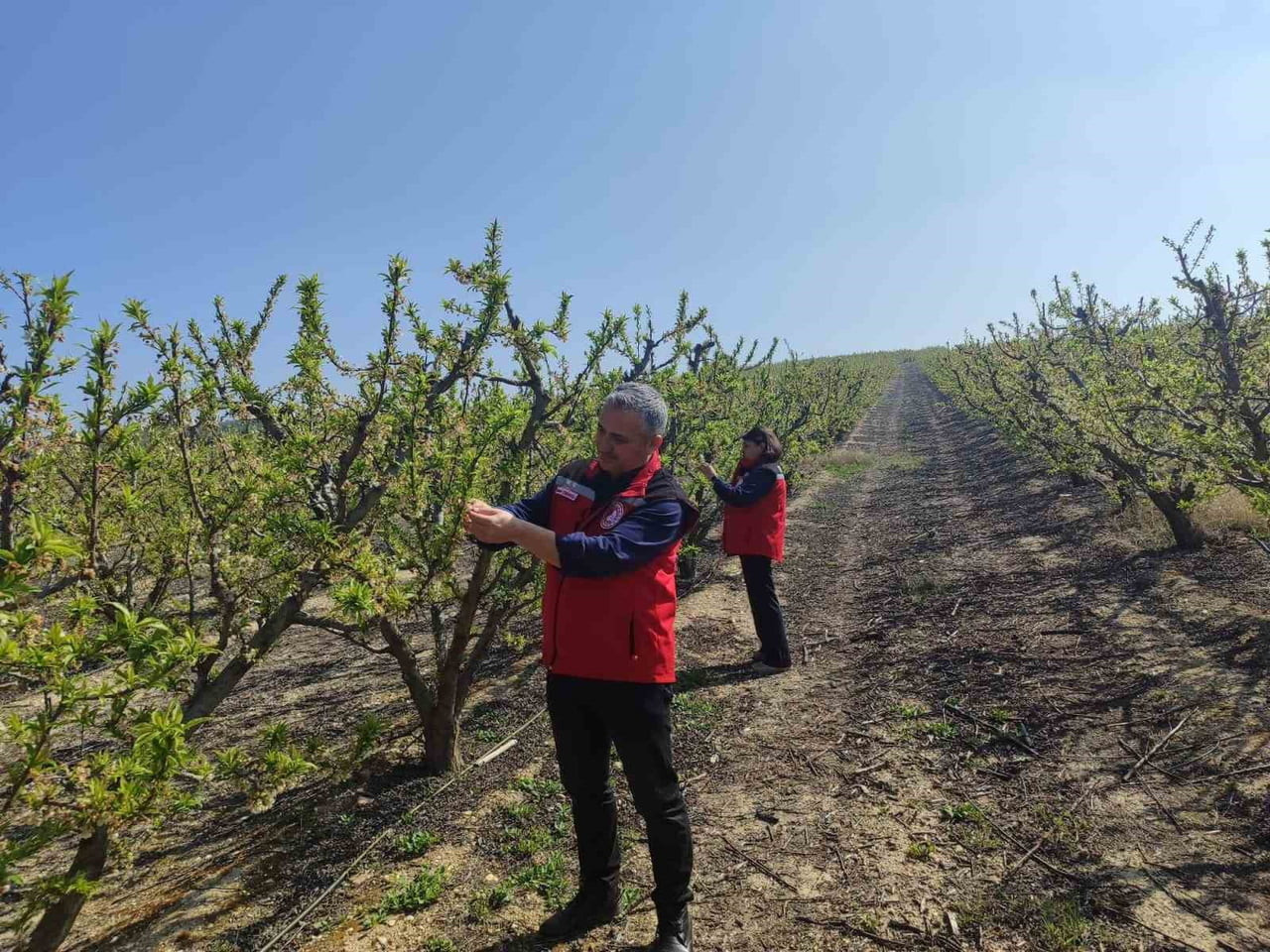 MANİSA’NIN SALİHLİ İLÇESİNDEKİ TARIM VE ORMAN MÜDÜRLÜĞÜ, ERİK, KAYISI, BADEM VE ŞEFTALİ...