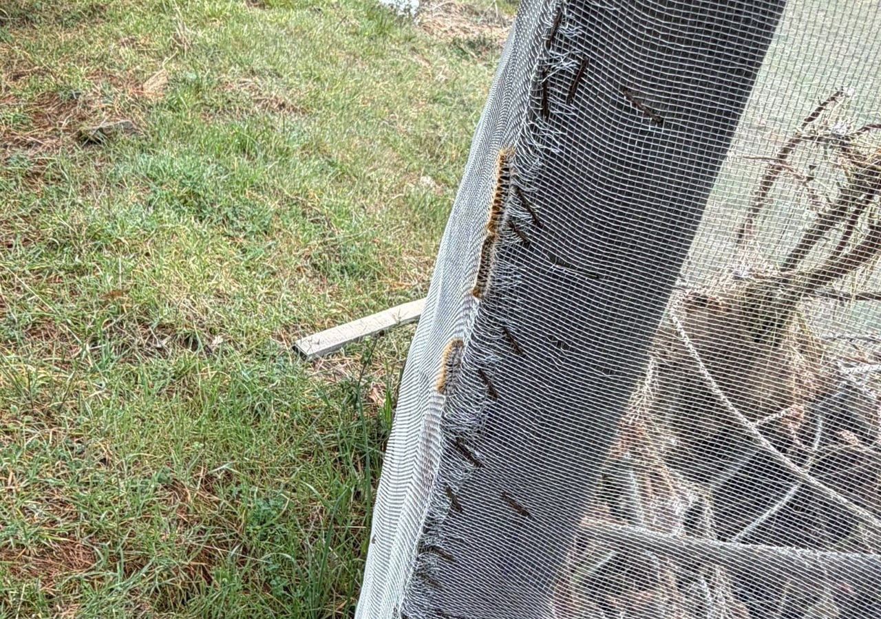 MANİSA’NIN SARIGÖL İLÇESİNE BAĞLI DADAĞLI MAHALLESİ’NDE ÇAM AĞAÇLARINDA HIZLA YAYILAN KESE KURDUNA...