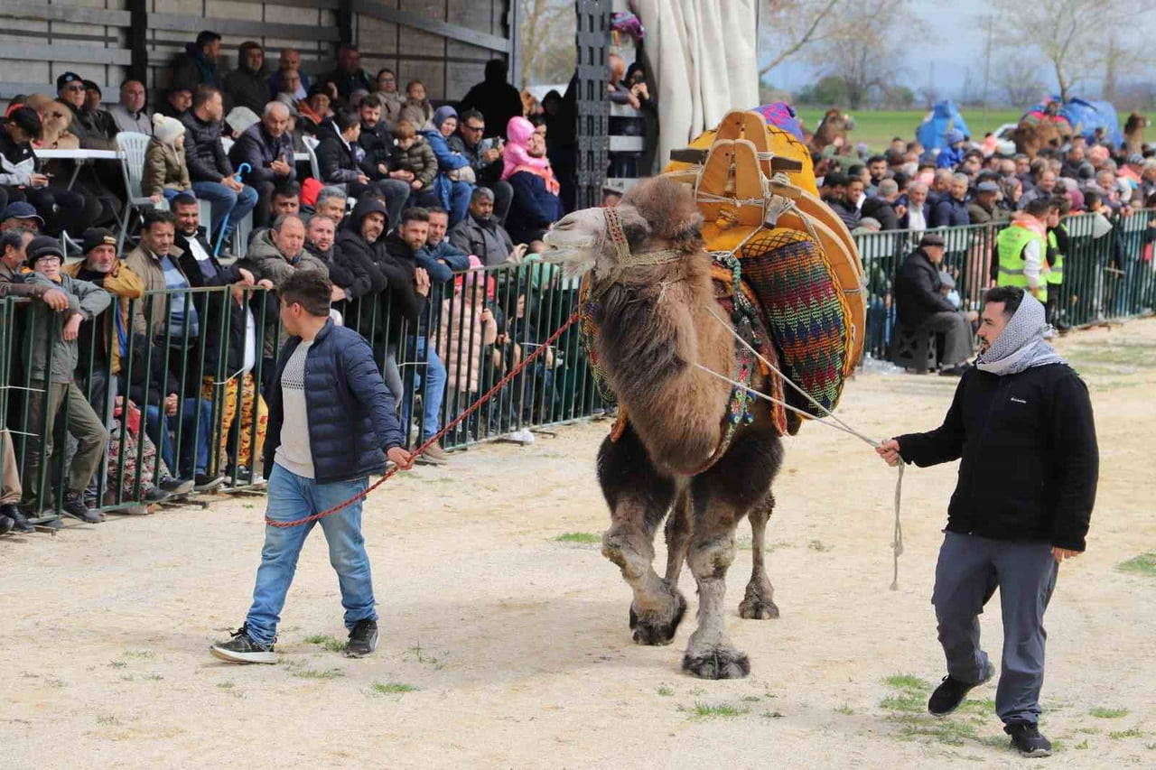MANİSA’NIN SARUHANLI İLÇESİNDE BU YIL İKİNCİSİ DÜZENLENEN "SARUHANLI DEVE GÜREŞLERİ FESTİVALİ"...