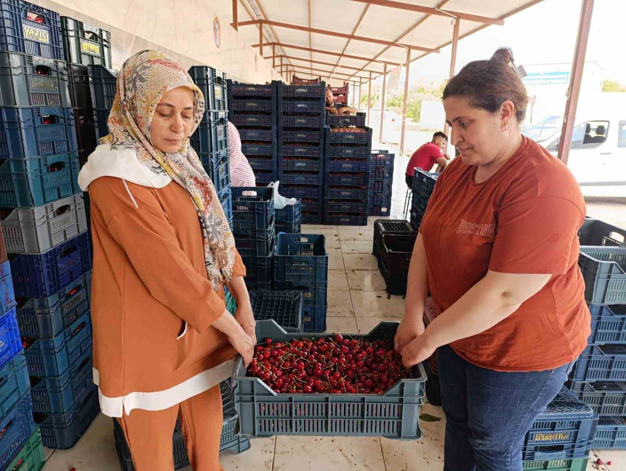 MANİSA’NIN SELENDİ İLÇESİNDE 25 YIL ÖNCE TÜTÜNE ALTERNATİF OLARAK TOPRAKLA BULUŞTURULAN KİRAZ...