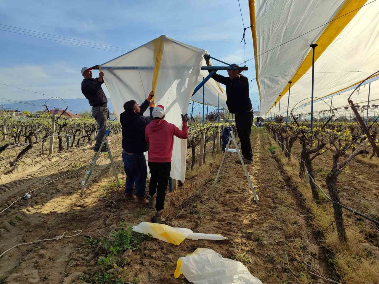 MANİSA’NIN ÜZÜM ÜRETİMİYLE ÜNLÜ SARIGÖL İLÇESİNDE YENİ SEZON HAZIRLIKLARI BAŞLADI. YAPRAKLANMAYA...