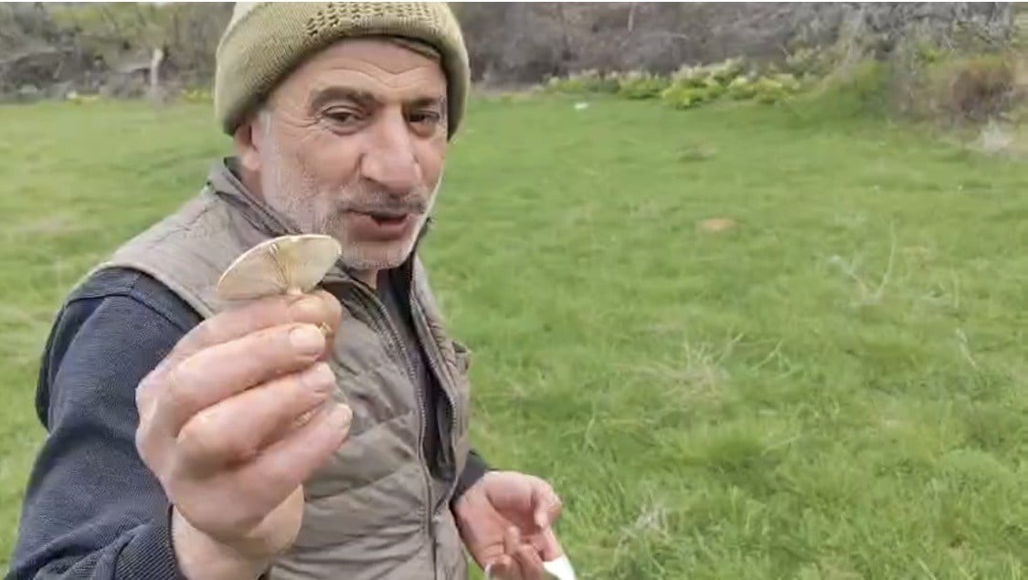 MANTAR TOPLAYAN BAYRAM GÜLABİ, "ÇAYIR MANTARI ÇOK LEZZETLİDİR. SOBA ÜZERİNDE PİŞİRİLEN MANTARLARI...