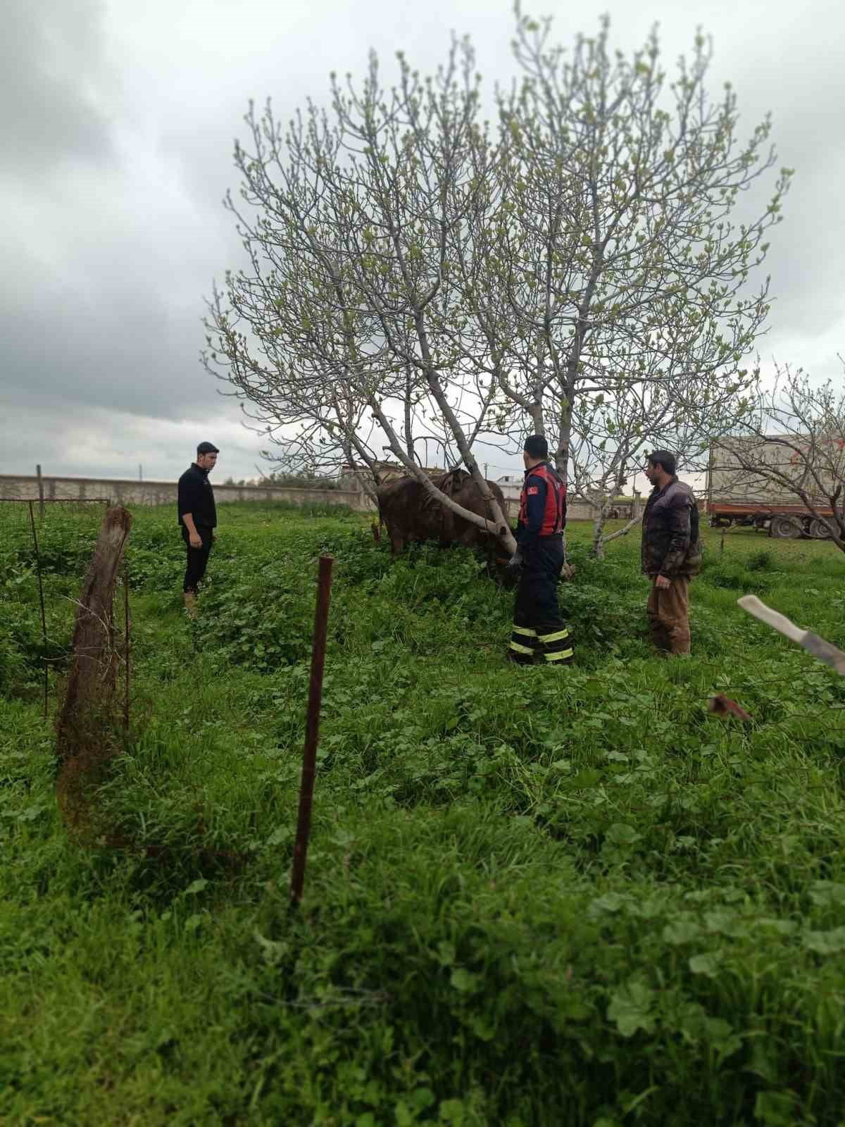 MARDİN'İN ARTUKLU İLÇESİNDE KUYUYA DÜŞEN İNEK, İTFAİYE EKİBİNCE KURTARILDI.
