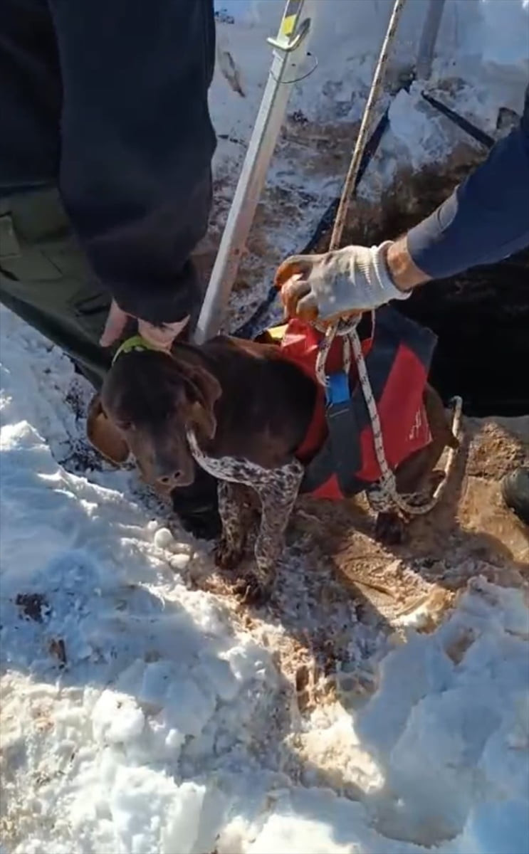 Mardin'in Midyat ilçesinde kuyuya düşen köpek, itfaiye ekiplerince kurtarıldı.
