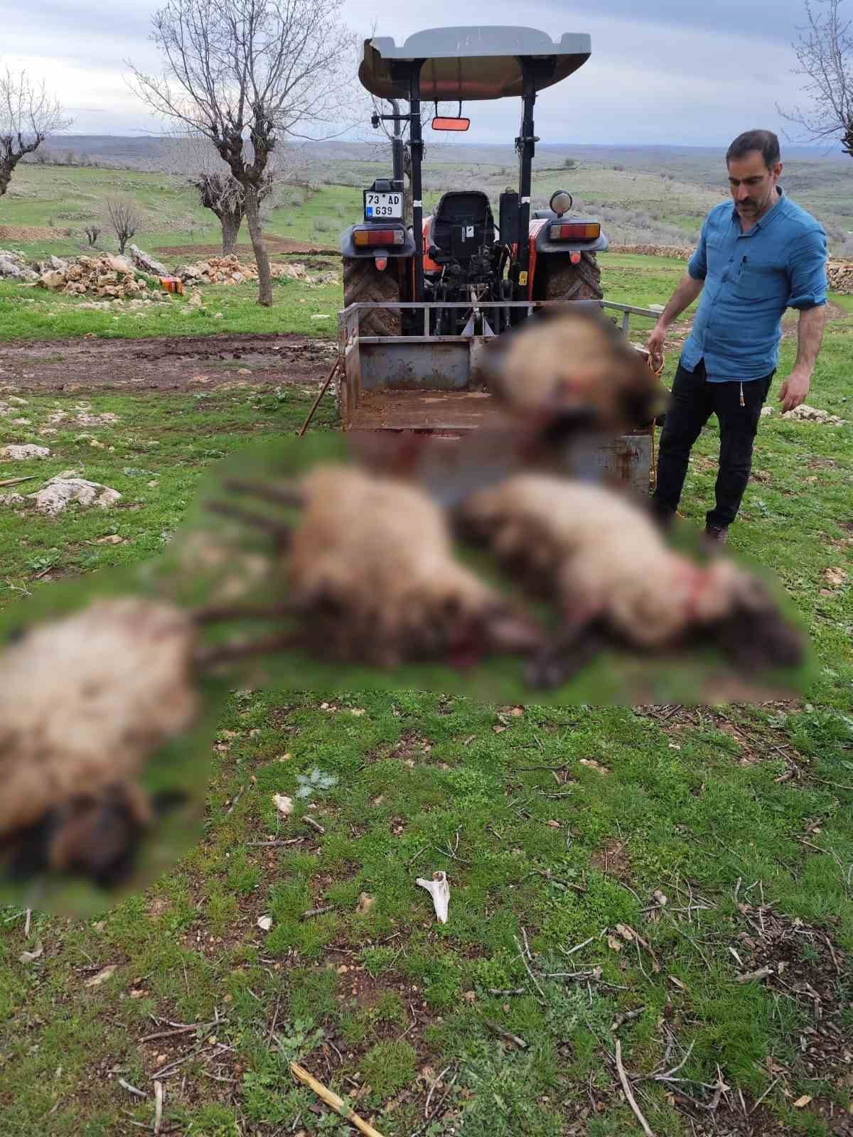 MARDİN’İN MİDYAT İLÇESİNDE YILDIRIM DÜŞMESİ SONUCU 8 KOÇ TELEF OLDU.