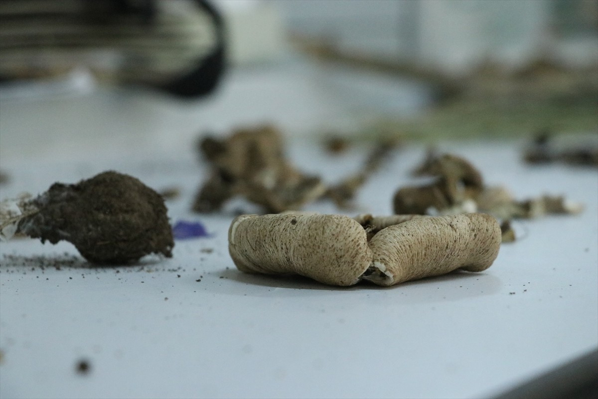 Marmara Denizi'nin kuzey kıyıları boyunca uzanan Ganos Dağı'ndaki mantar çeşitliliği, Tekirdağ...