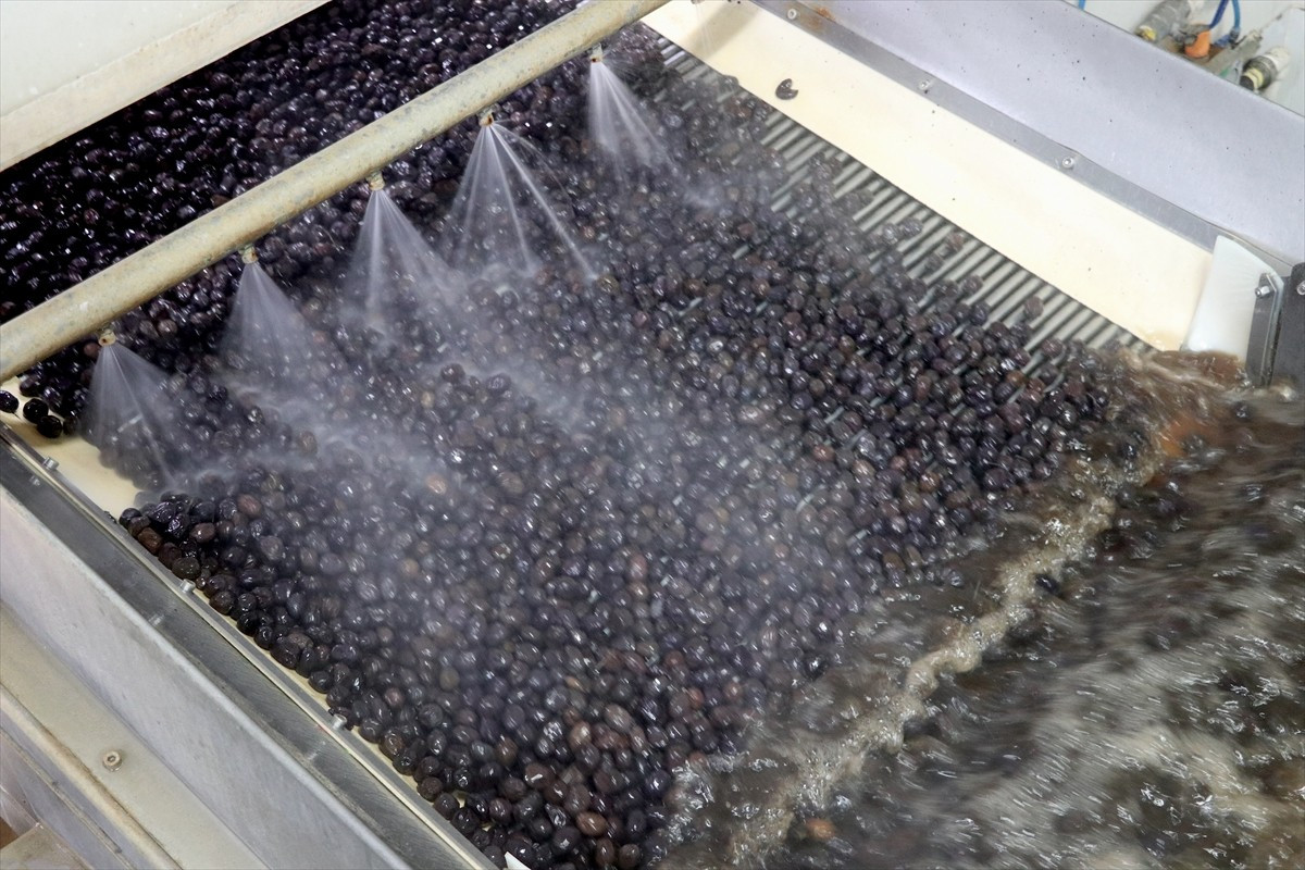 Marmara Zeytin Tarım Satış Kooperatifleri Birliği (Marmarabirlik) Yönetim Kurulu Başkanı Ali...