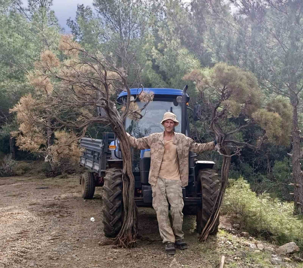 MARMARİS’TE ORMANLIK ALANDA KURUYAN GEVEN BİTKİSİ KÖYLÜLERCE TOPLANARAK ATÖLYELERDE İŞLENMESİNİN...