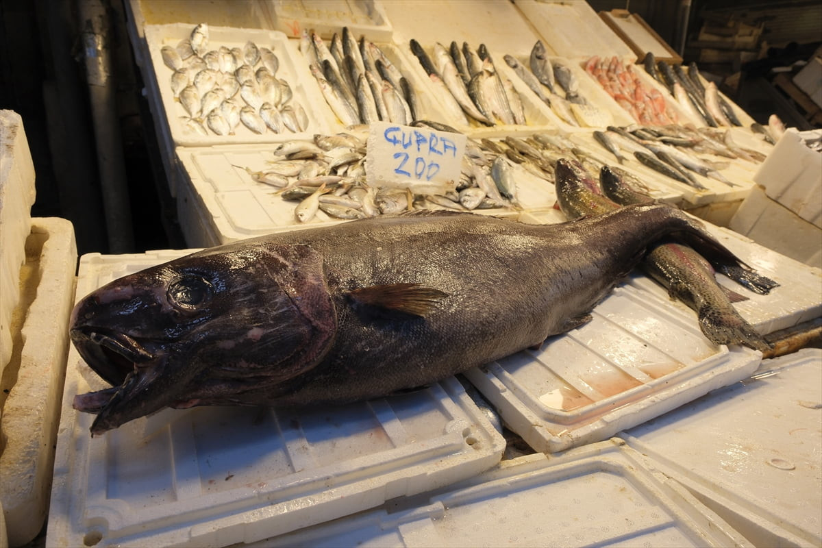 Mersin açıklarında balıkçıların ağına 1,5 metre uzunluğunda 25 kilogramlık siyah dümen balığı...