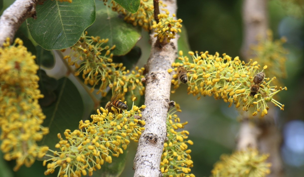 Mersin Silifke ilçesinde arıcılar keçiboynuzu balının hasadına başladı. Kabasakal Mahallesi'nde...