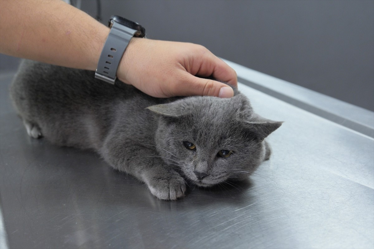 Mersin'de nişanlı çiftin sokaktan sahiplendikten sonra iştahsızlık şikayetiyle veterinere...