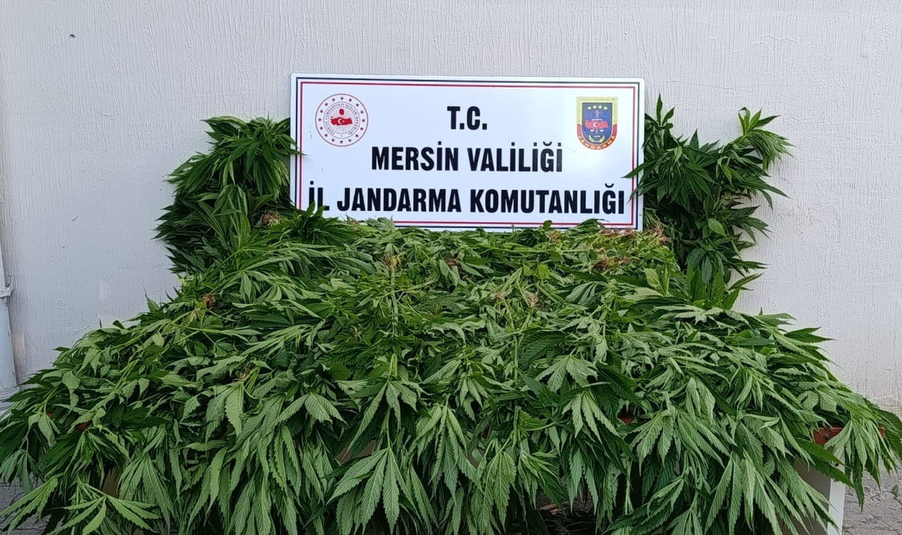 MERSİN'İN BOZYAZI İLÇESİ SINIRLARINDA ORMANLIK ALANDA YASA DIŞI KENEVİR EKİMİ YAPAN 2 ŞÜPHELİ...
