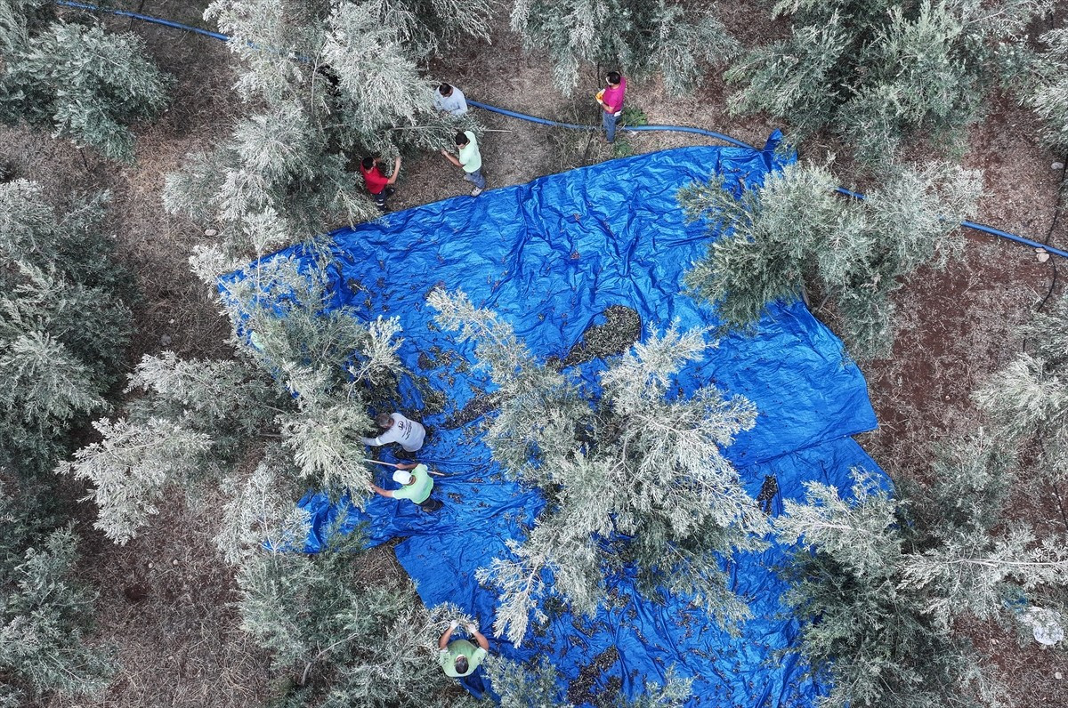  Mersin'in Mezitli ilçesinde belediyeye ait fidanlıkta hasadına başlanan zeytinin yağından elde...