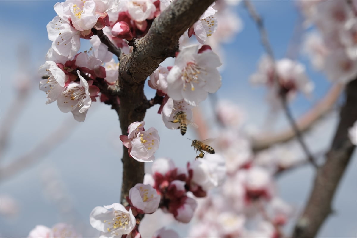 Mersin'in Mut ilçesinde hava sıcaklığının 19 dereceye çıktığı Selamlı Mahallesi'nde kayısı...
