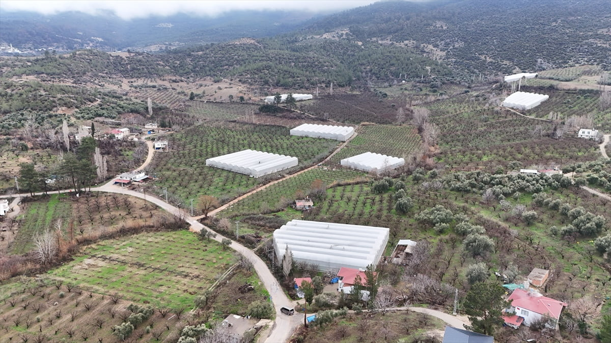 Mersin'in Mut ilçesinde örtü altında yetiştirilen erik ağaçları çiçek açtı. Yaş meyve ve sebze...