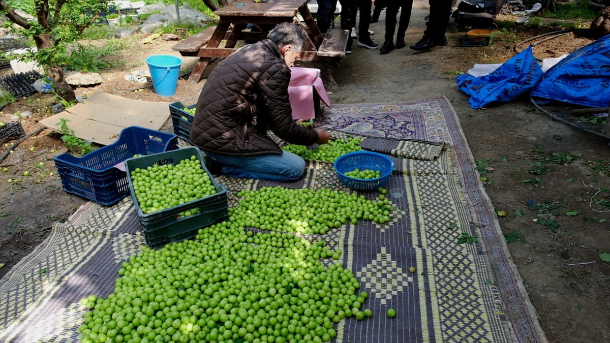 Mersin'in Mut ilçesinde seralarda yetiştirilen eriğin hasadı devam ediyor.