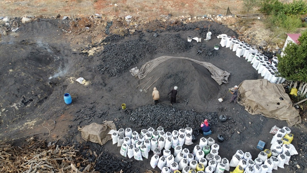 Mersin'in Silifke ilçesinde Orman İşletme Müdürlüğü denetimindeki tapulu arazilerden toplanan meşe...