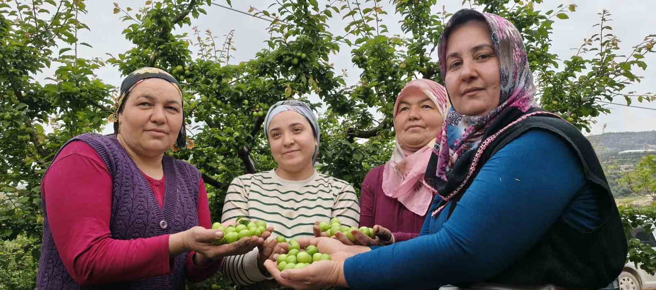MERSİN’DE AÇIKTA ERİK HASADI BAŞLADI