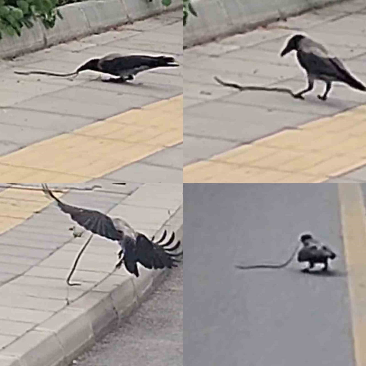 MERSİN’DE CADDE ÜZERİNE KARGANIN YILANLI AVLAYARAK UĞRAŞMASI KAMERAYA YANSIDI.