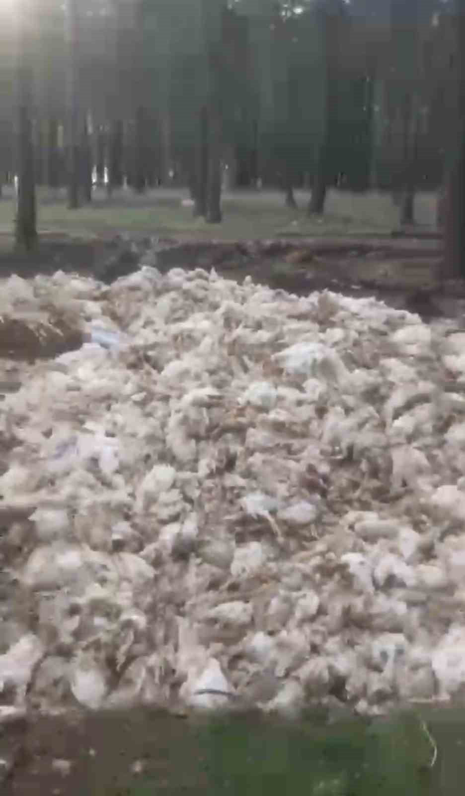 MERSİN’İN TARSUS İLÇESİNDE ORMANLIK ALANA GELİŞİ GÜZEL ATILAN ÖLÜ TAVUKLAR ÇEVRE KİRLİLİĞİNE NEDEN...