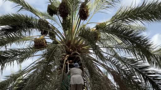 Milyonlarca kişinin hac için geldiği Suudi Arabistan'da bazı bölgelerde hurma hasadı için...