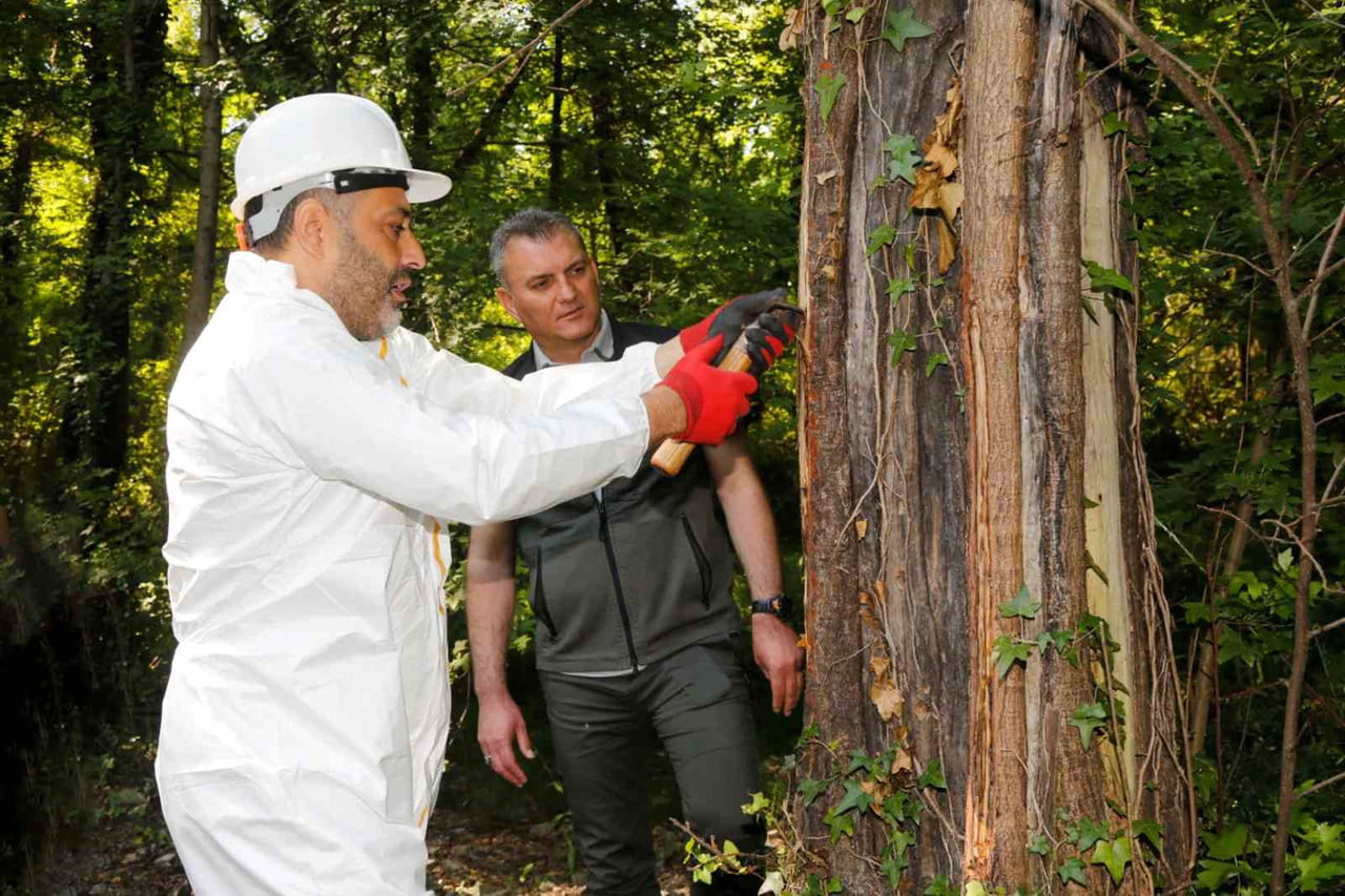 MUĞLA BÖLGESİNDE GEÇMİŞİ BİNLERCE YIL ÖNCESİNE DAYANAN SIĞLA AĞACINDAN ELDE EDİLEN SIĞLA YAĞI VE...