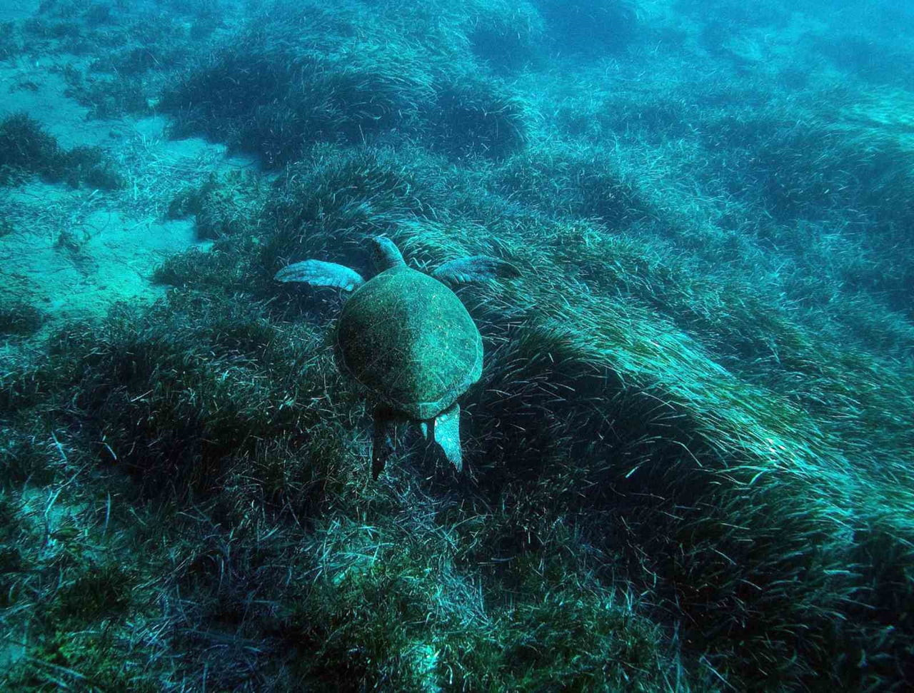 MUĞLA BÜYÜKŞEHİR BELEDİYESİ’NİN DESTEK VERDİĞİ ‘PROJECT POSİDONİA’ KAPSAMINDA BODRUM YARIMADASI VE...