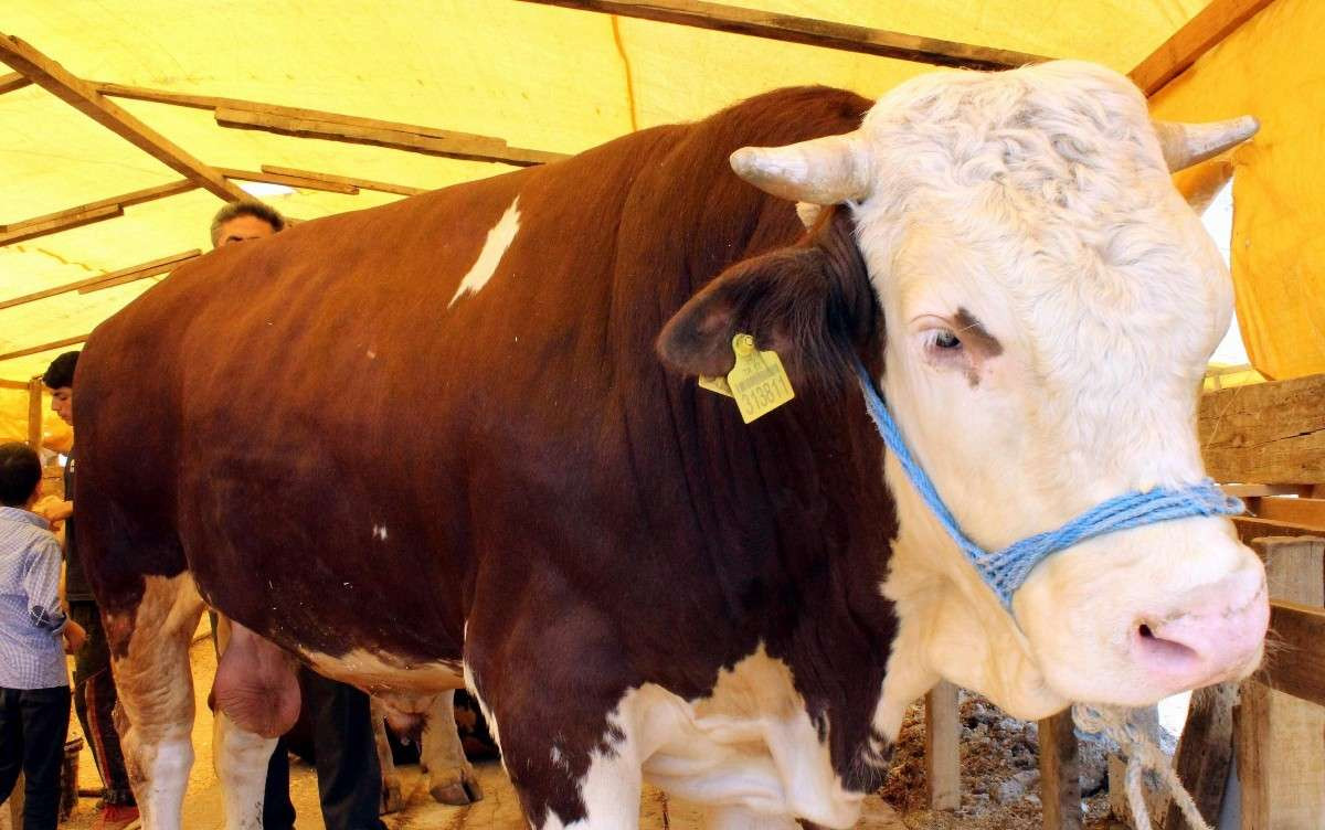 Muğla kurbanlık fiyatları