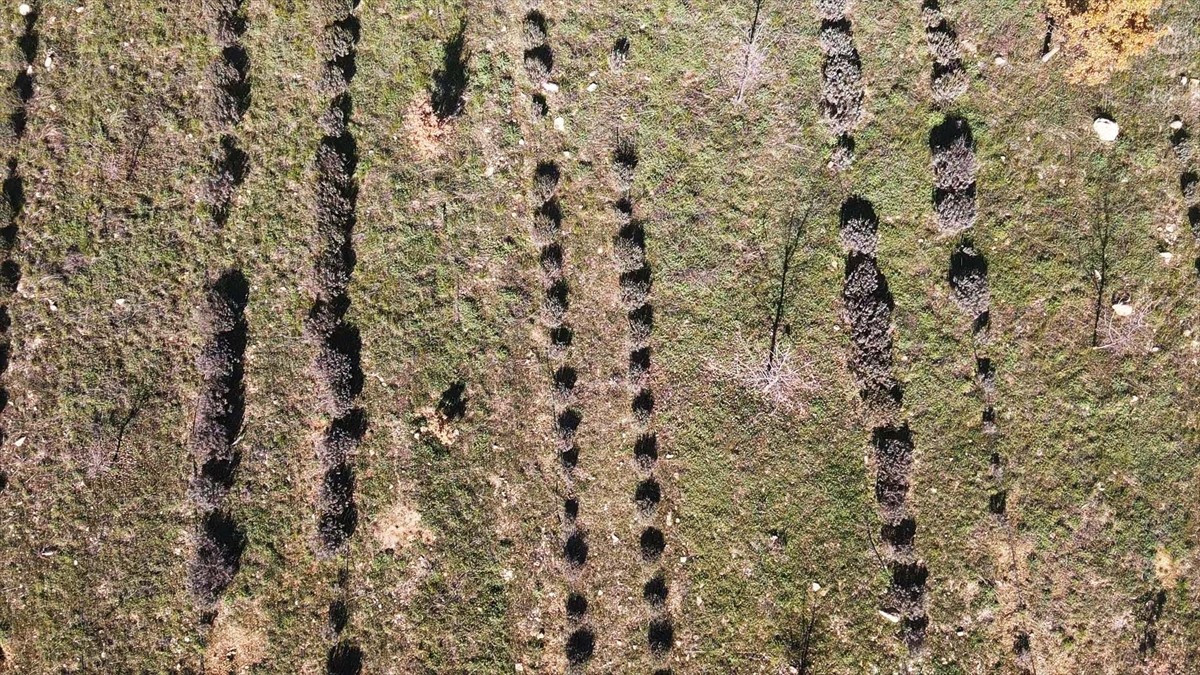 Muğla'da gıda, ilaç ve kozmetik gibi sektörlerde ham madde olarak kullanılan tıbbi ve aromatik...