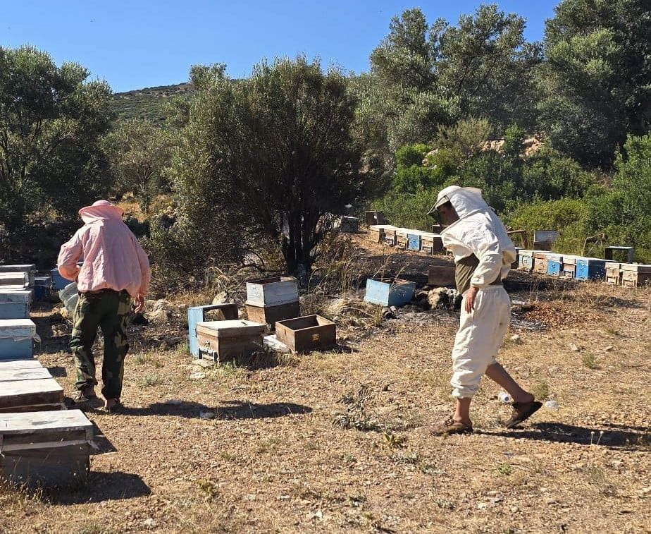 MUĞLA'NIN DATÇA İLÇESİNDE ARICILARIN KONAKLAMA ALANINDA ÇIKAN YANGIN, EKİPLERİN HIZLI...
