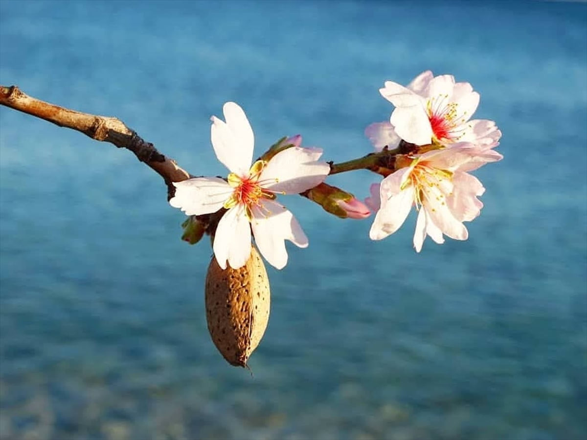 Muğla'nın Datça ilçesinde badem ağaçları hava sıcaklıklarının mevsim normallerinin üzerinde...