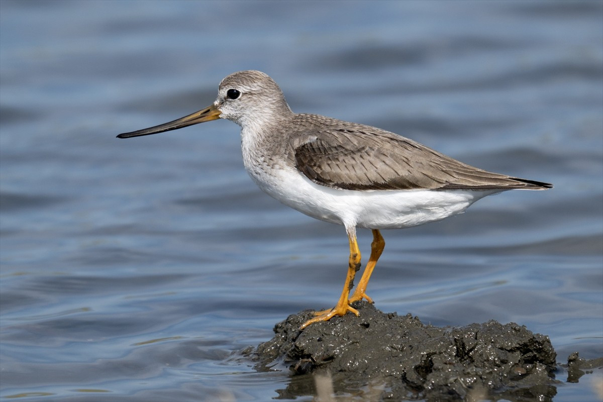 Muğla'nın Fethiye ilçesindeki Kuş Cenneti'nin sakinleri, fotoğraf tutkunlarını ağırlıyor. Foça...