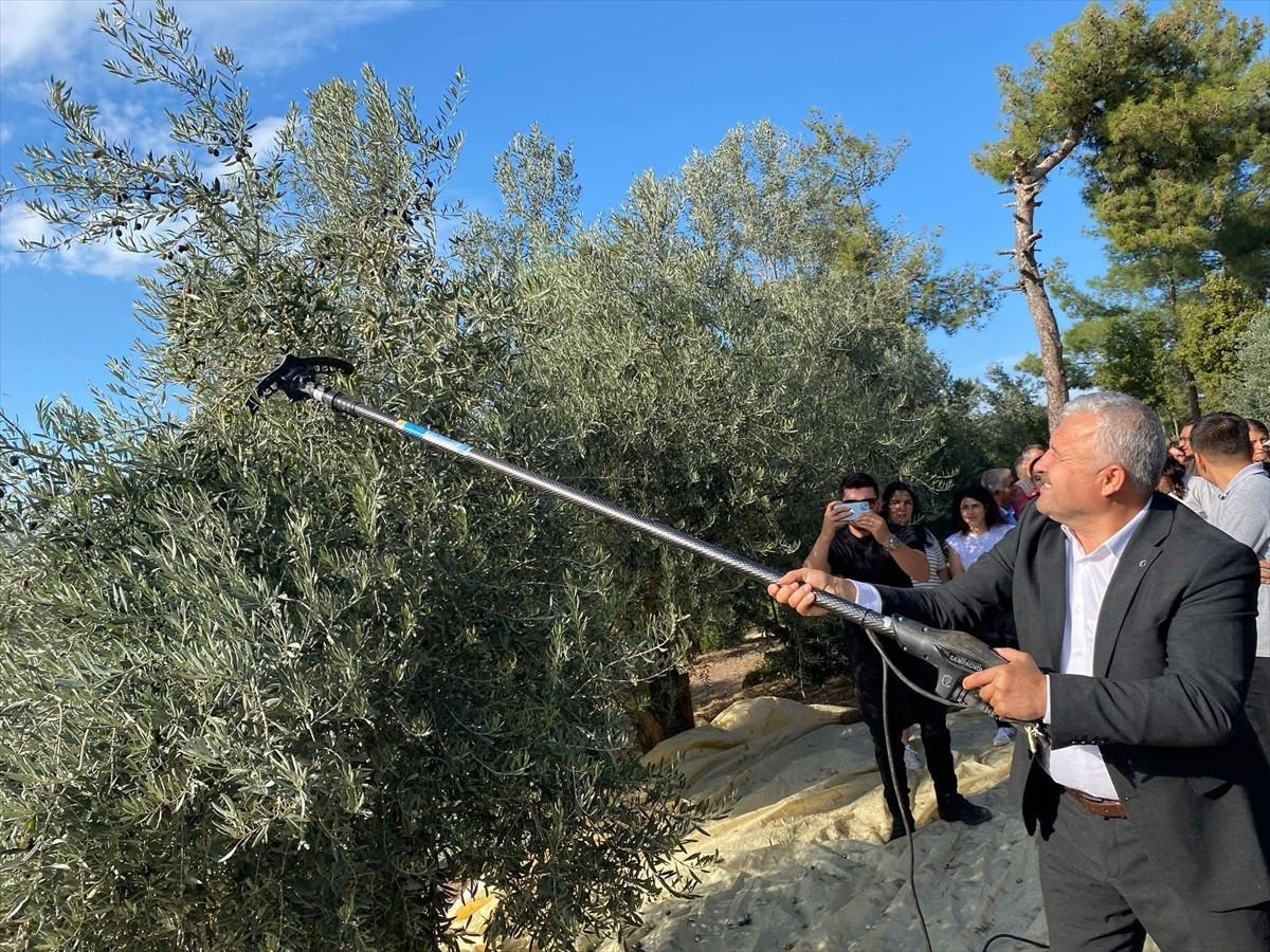 Muğla'nın Kavaklıdere ilçesindeki Hyllarima Antik Kenti'nde zeytin hasadı etkinliği düzenlendi....