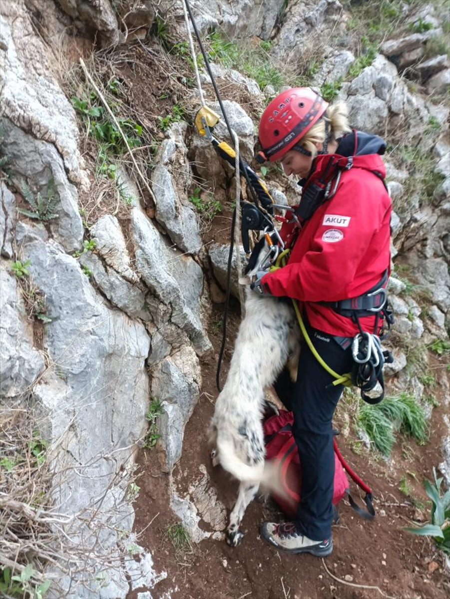 Muğla'nın Marmaris ilçesinde, kayalıklarda mahsur kalan köpek, keçi ve oğlak, Arama Kurtarma...