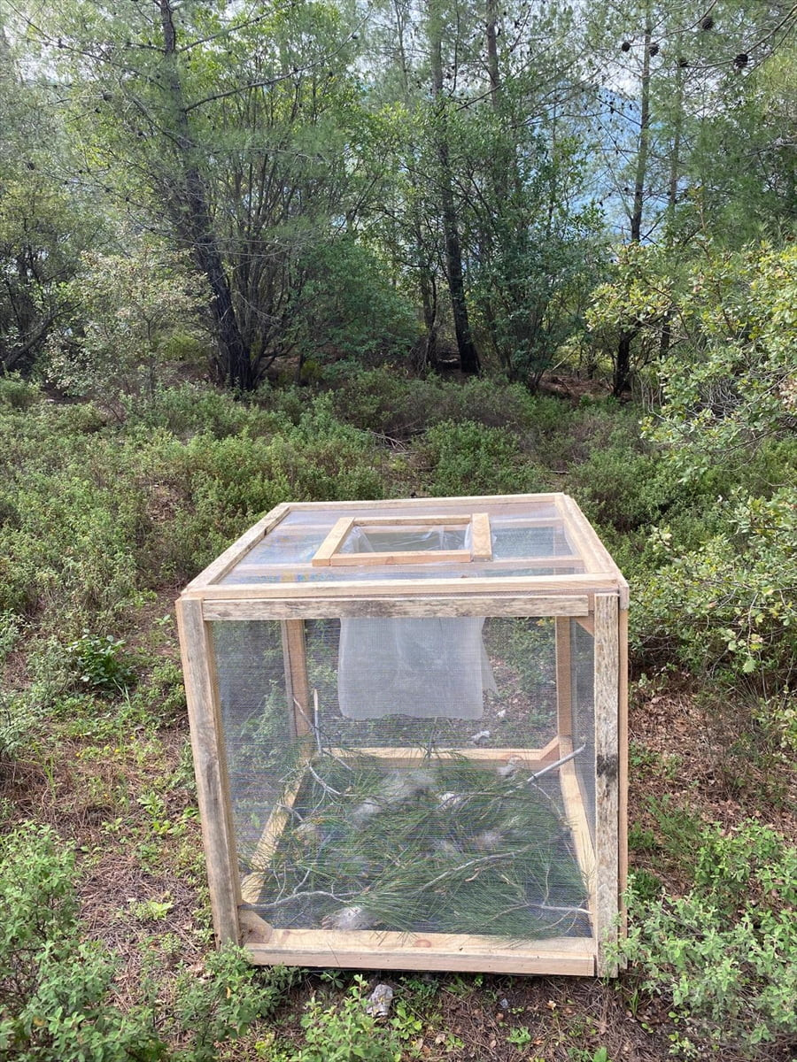 Muğla'nın Marmaris ilçesinde, orman varlığını tehdit eden çam kese böceğiyle mücadele için 50 tel...