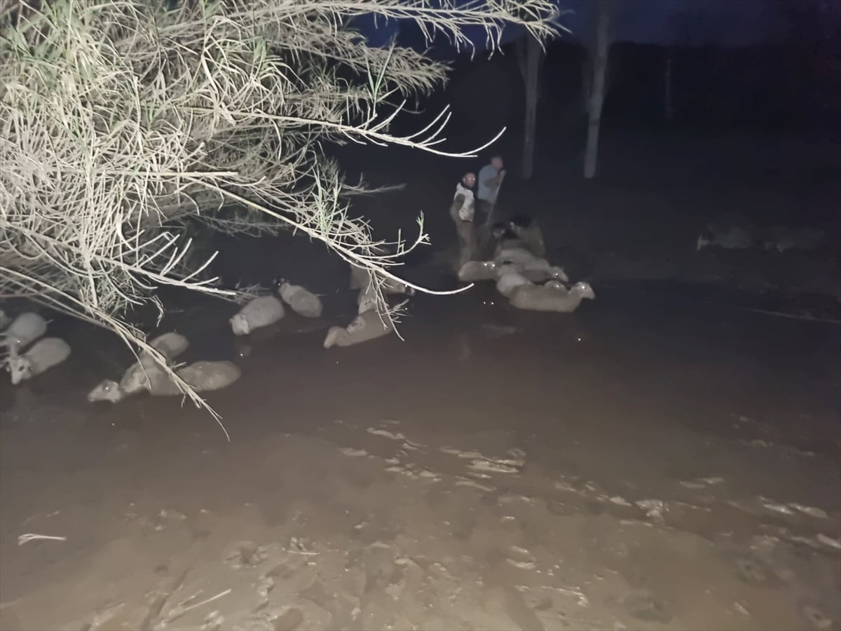 Muğla'nın Milas ilçesinde çamura saplanan 30 koyun itfaiye ekibince kurtarıldı.