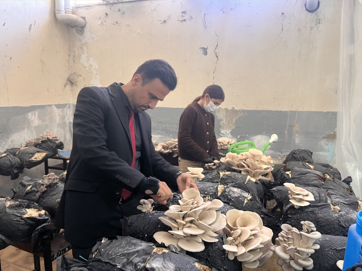 Muğla'nın Milas ilçesinde okulda istiridye mantarı yetiştiren öğrenciler hem bilgi ve deneyim...